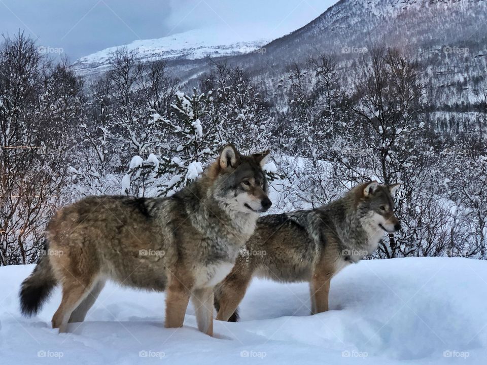 Christmas with wolfs 