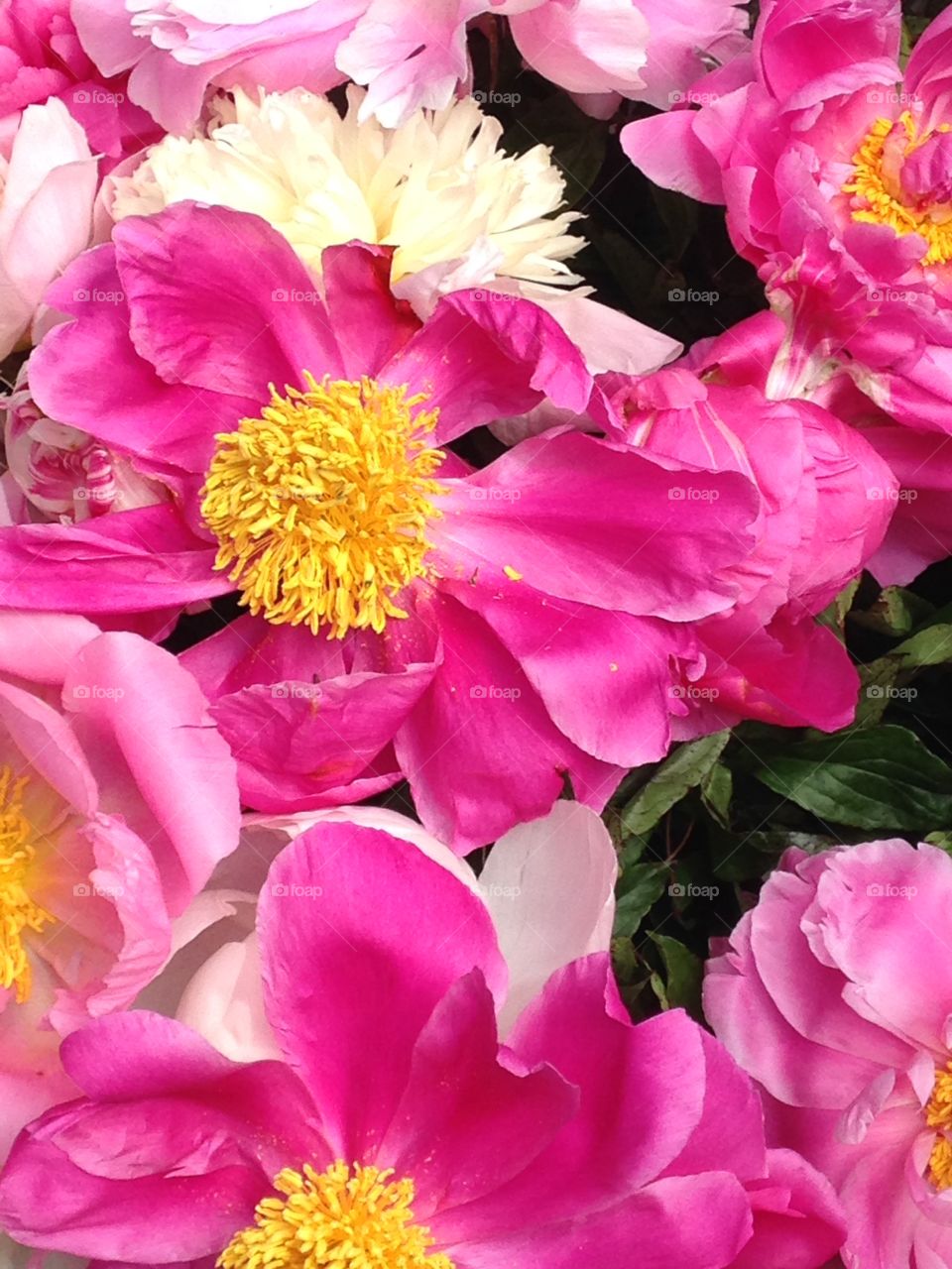 Peonies. Flowers