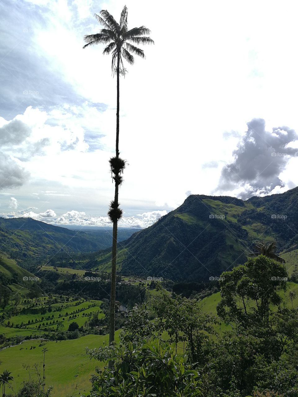 Palm tree in Cocora Valley