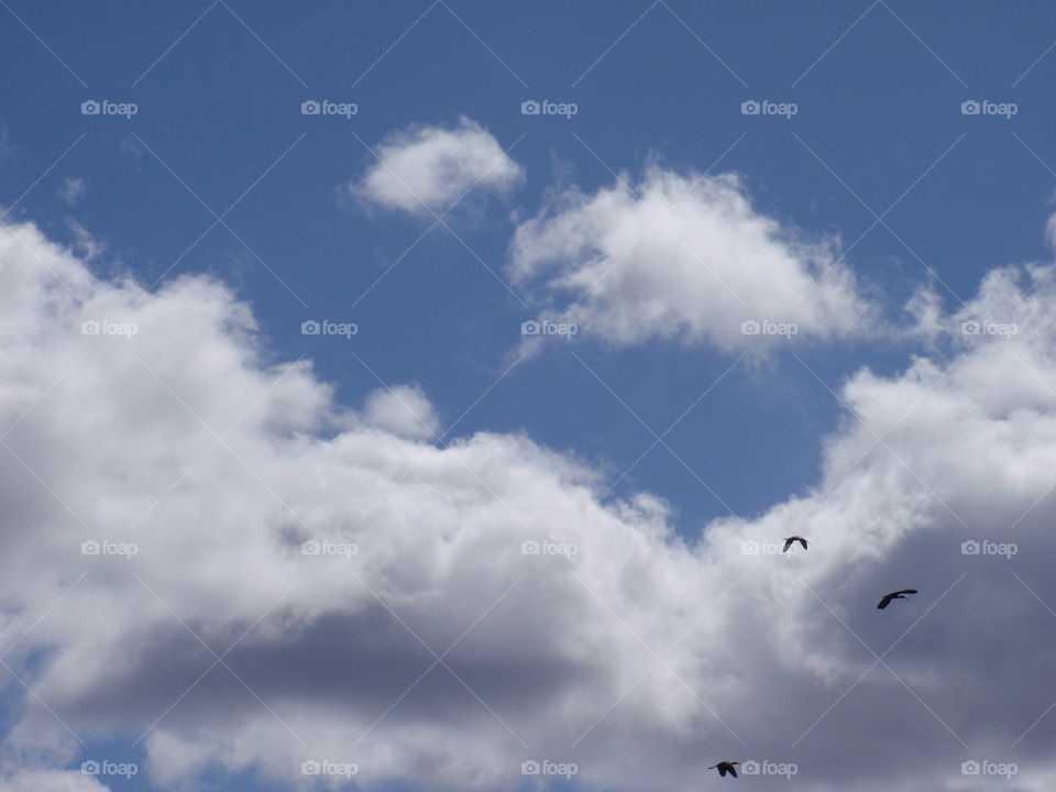 Birds In the clouds 