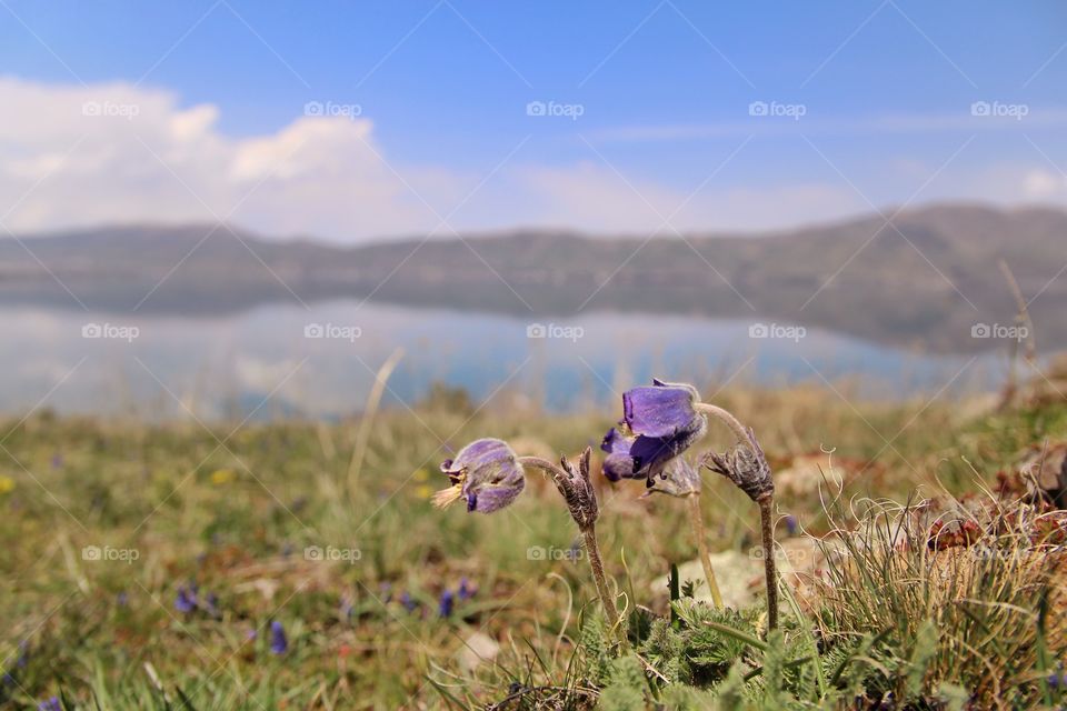 Spring flowers by the lake