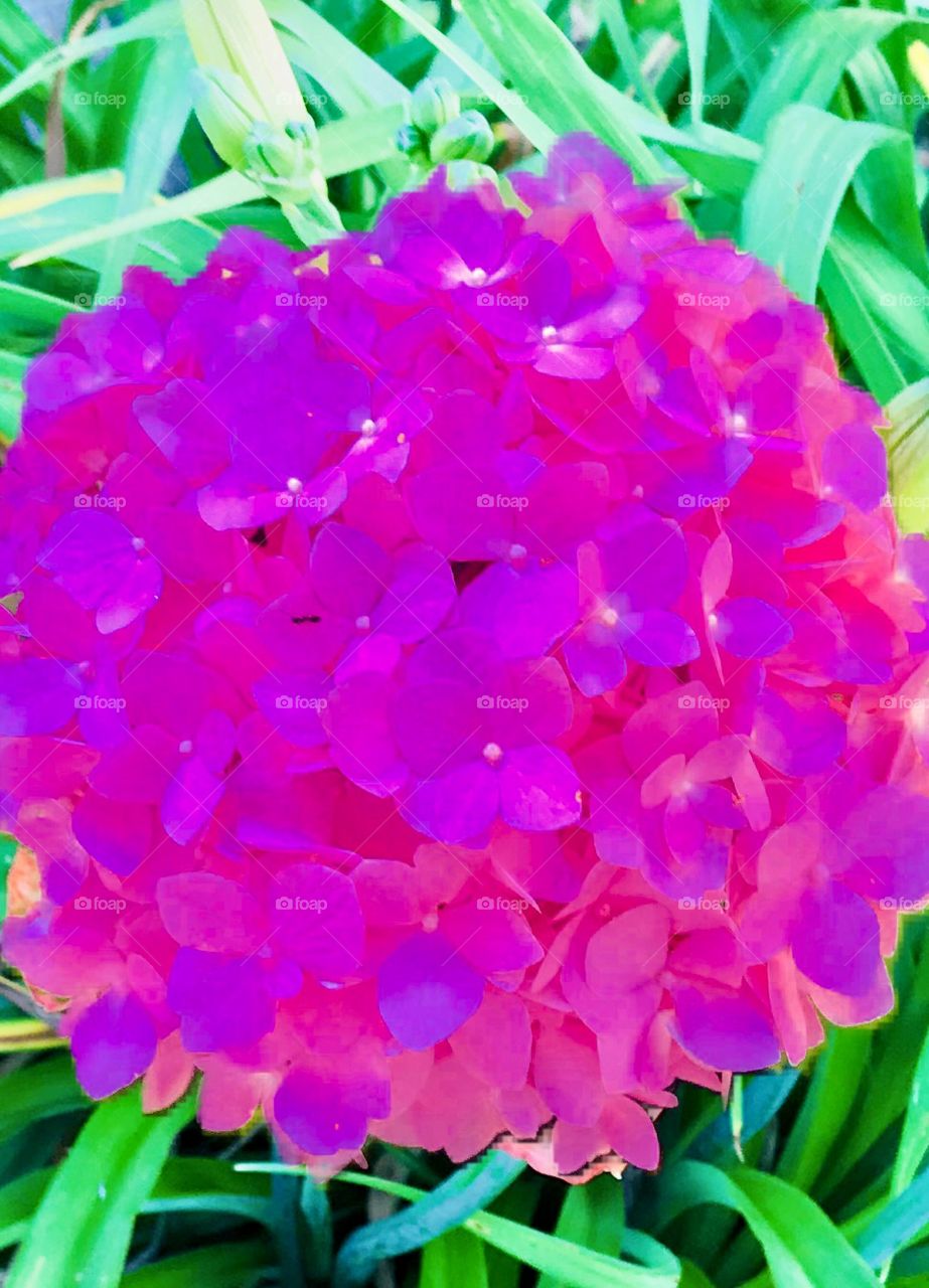 Beautiful Hydrangea Flower purple and pink in color over green and blue grass. 