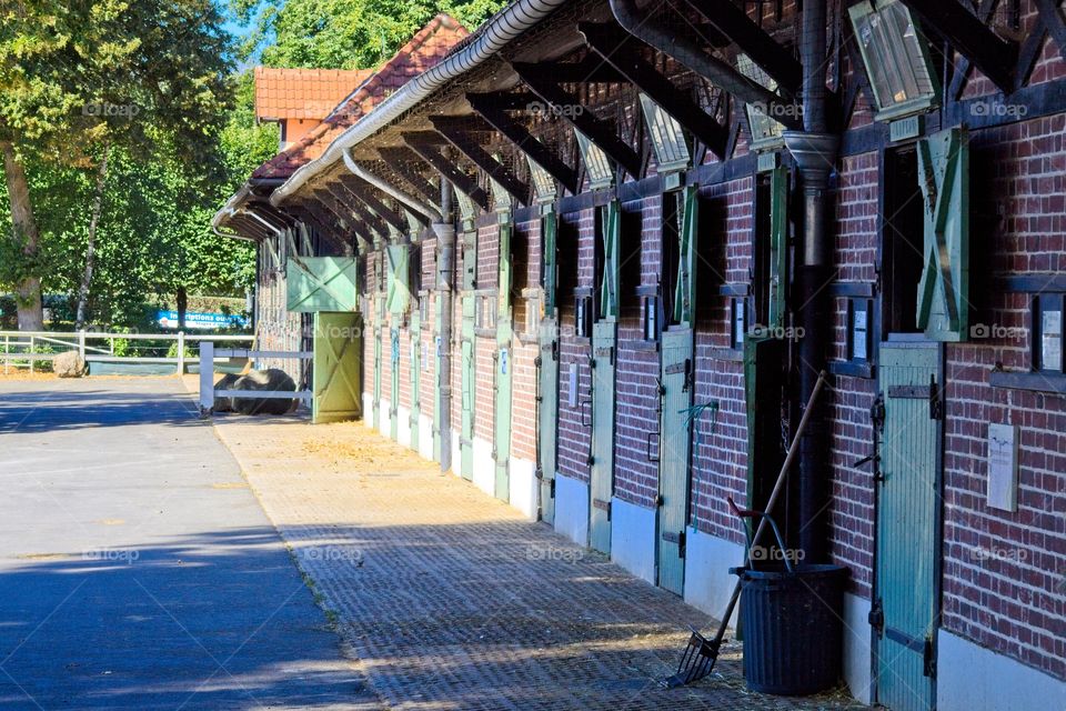 white horse in the field