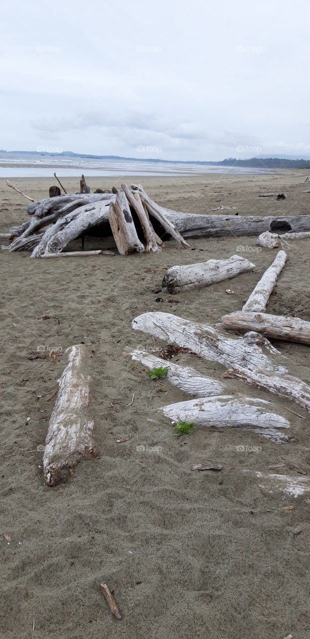 floted wood on a beach on vancouver island