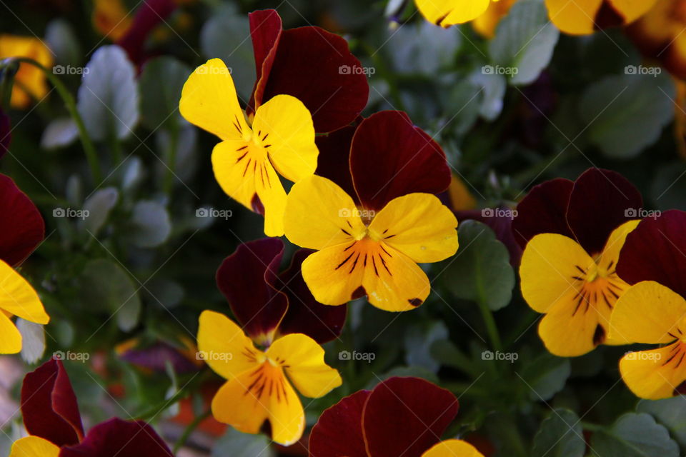 red and yellow flowers the original