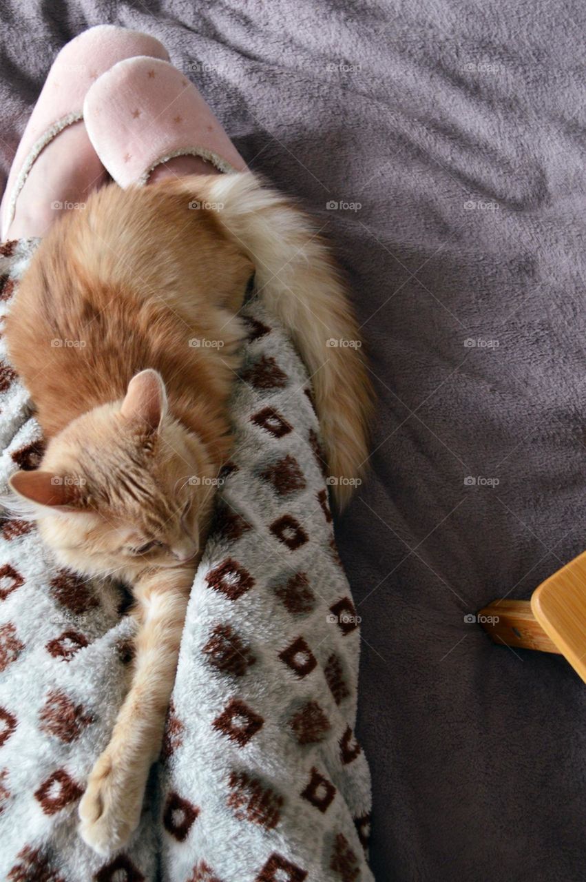 A red cat sleeps on a person's legs