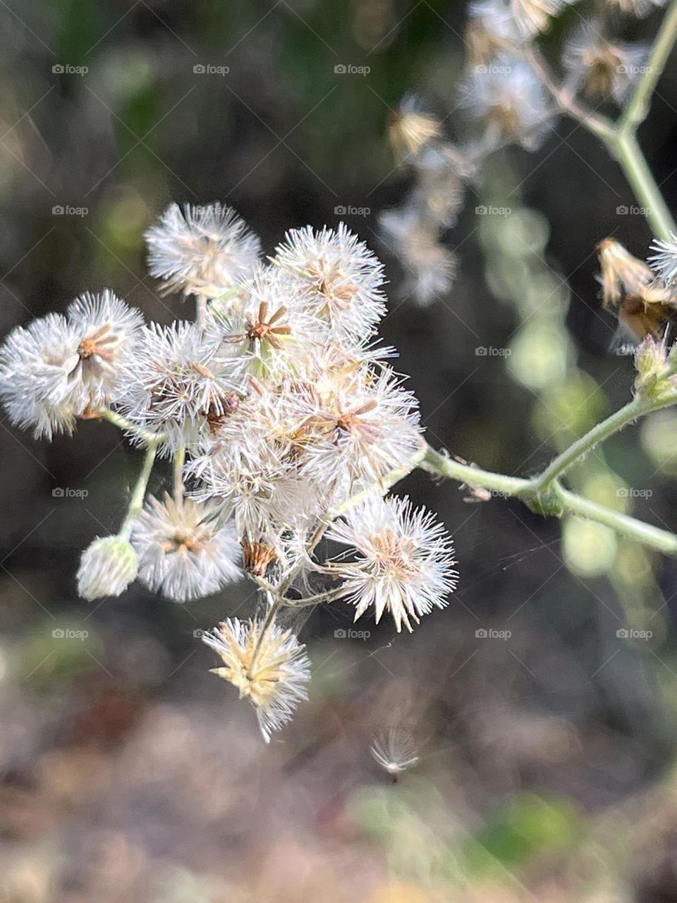 Nature in my garden, Nakhon Sawan Province ( Thailand)