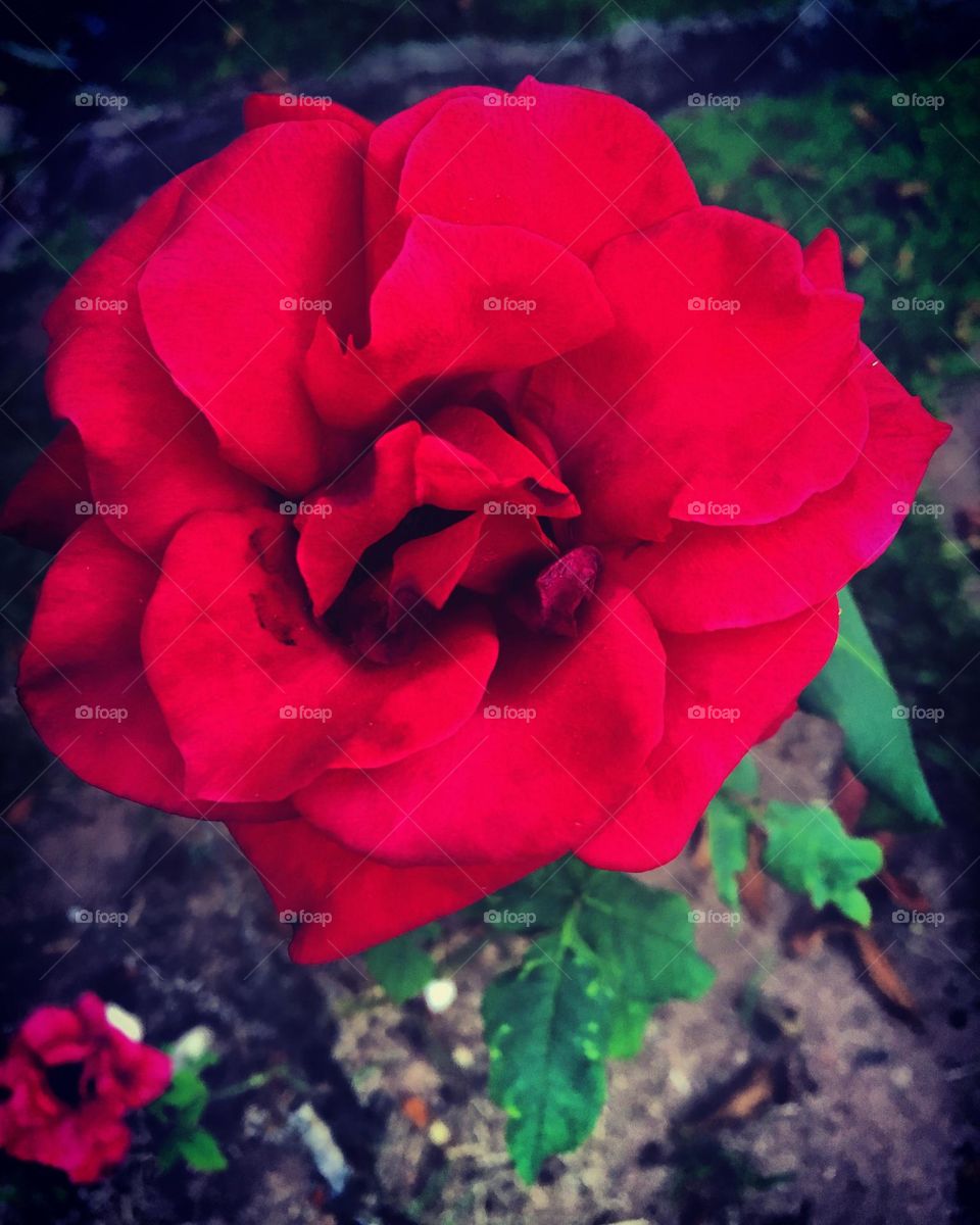 🌹 🇺🇸 Very beautiful flowers to brighten our day.  Live nature and its beauty. Did you like the delicate petals? / 🇧🇷 Flores muito bonitas para alegrar nosso dia. Viva a natureza e sua beleza. Gostaram das pétalas delicadas? 