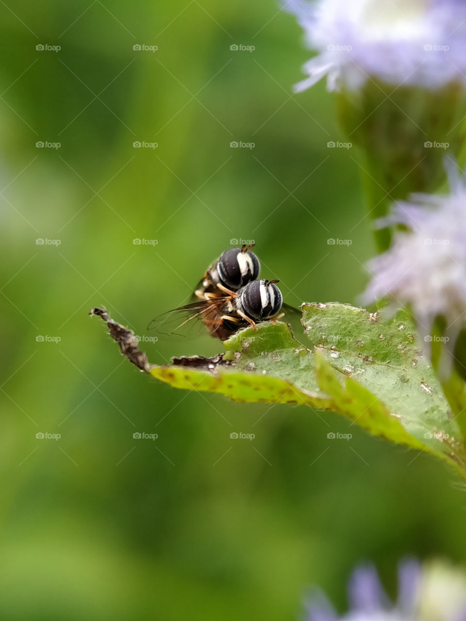 Two hoverflies caught on camera doing a mating.  These insects are pollinators of bush flowers.