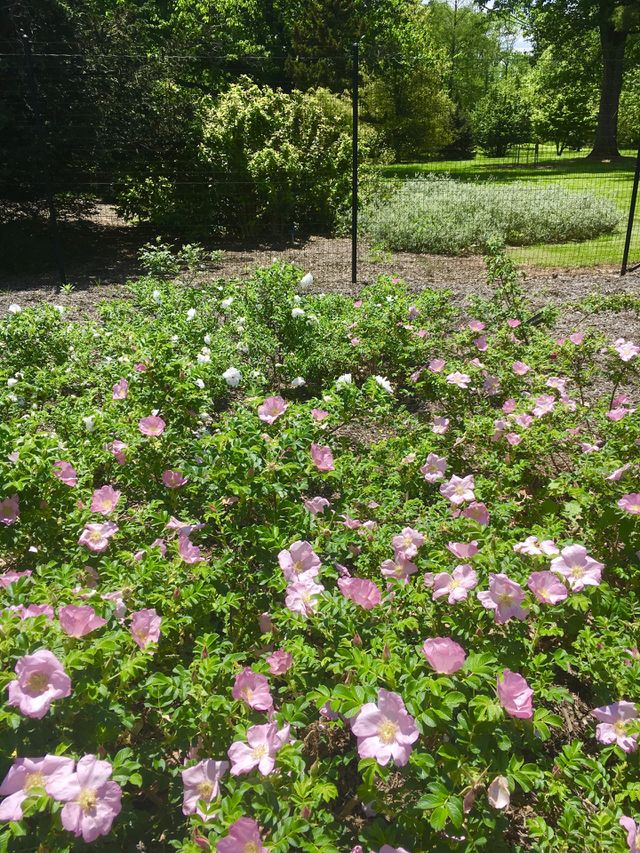 Pink Spring 