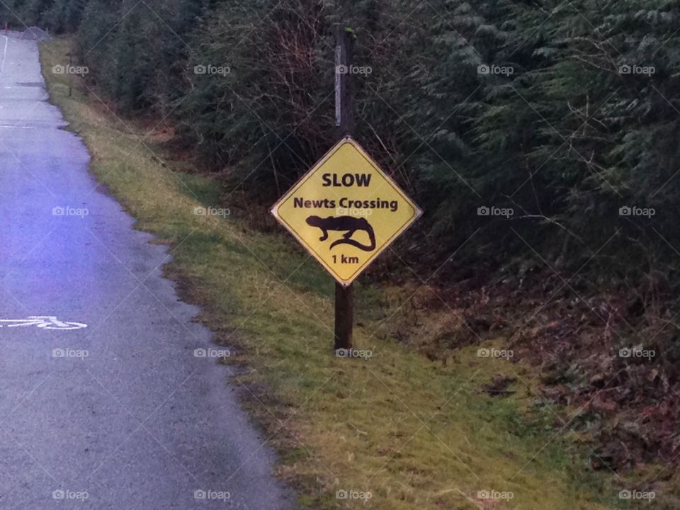 Newt Crossing Road Sign. Newt Crossing Road Sign