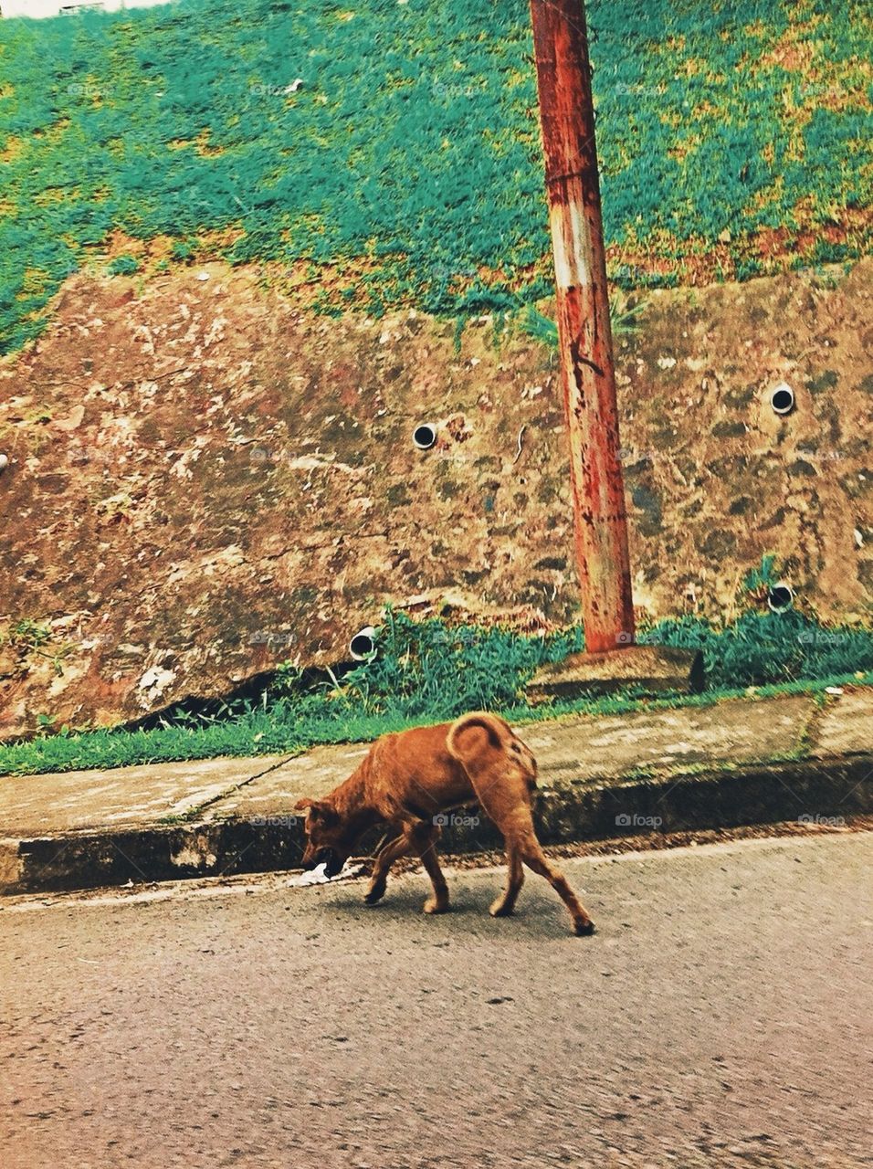 Street dog