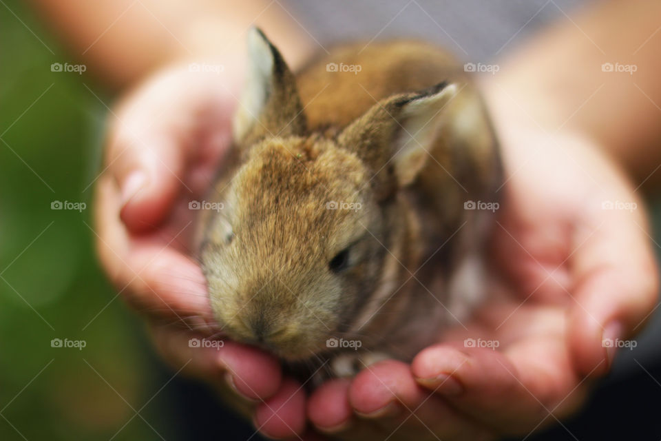 Rabbit on the handful 