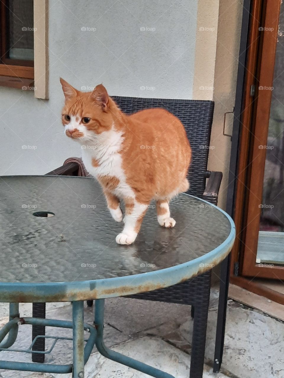 ginger cat  on garden glass table