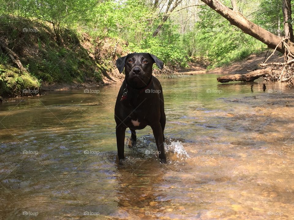 Water, Wood, No Person, Nature, Mammal