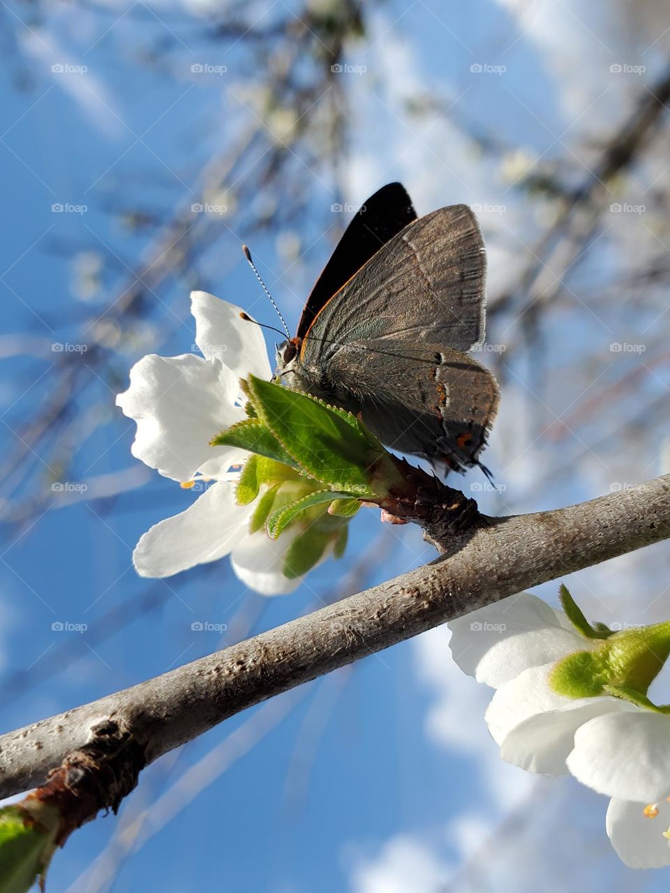 Spring blooms and a hairstreak butterfly