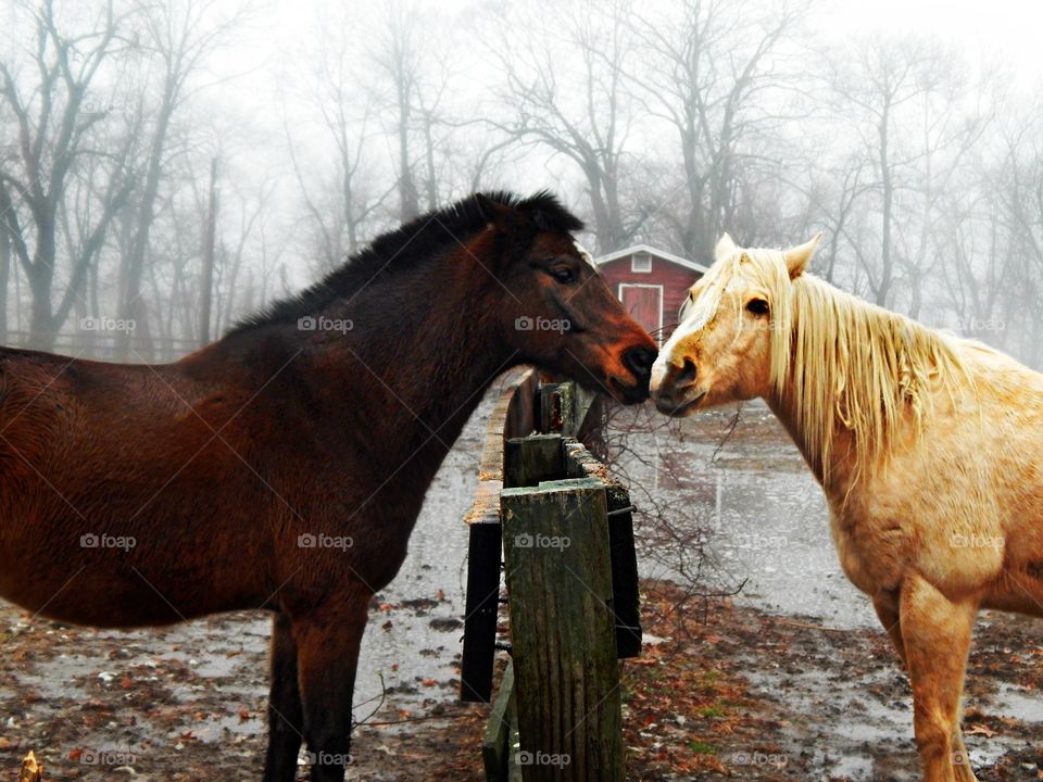 Two horses meet at a fence to be together 