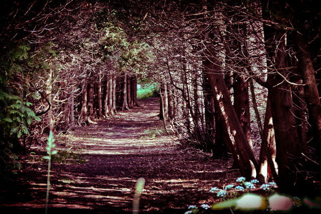 wood