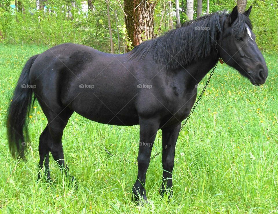 Horse, Mammal, Mare, Cavalry, Stallion