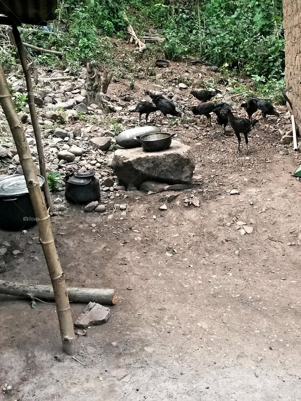 chicken in the kitchen