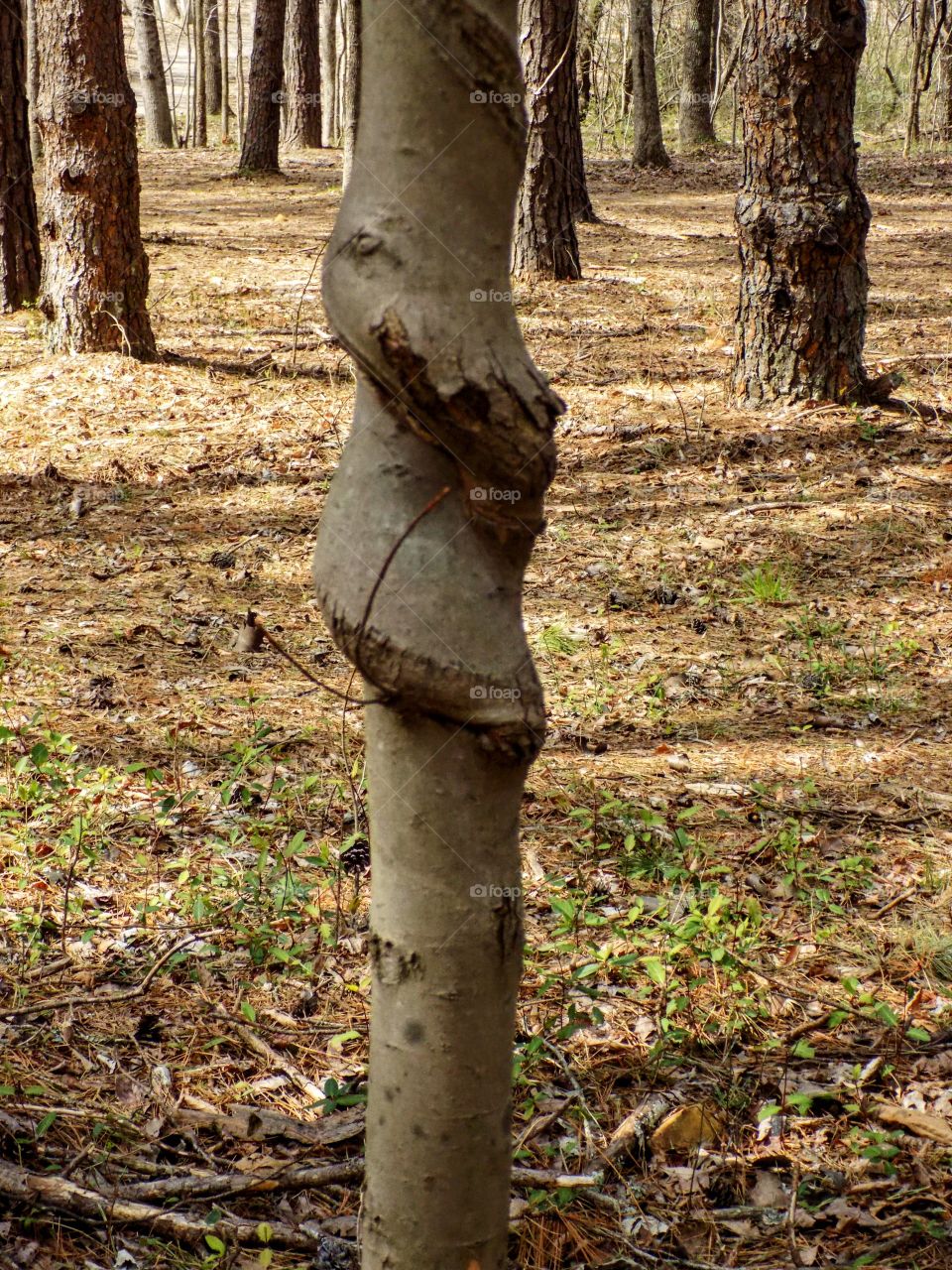 A twist in the tree!