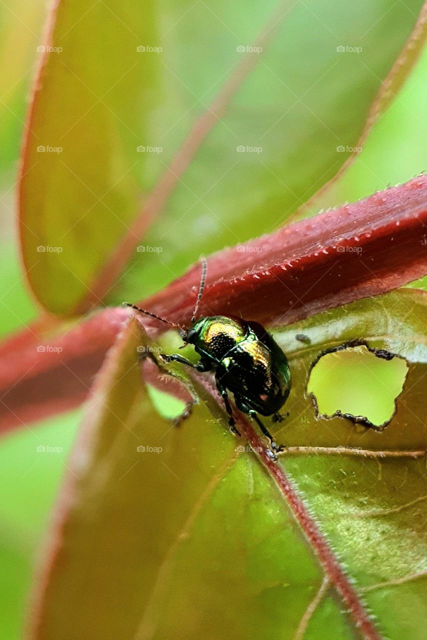 Green Dock Beetle