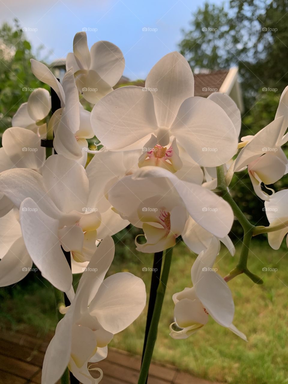 Orchidea 
