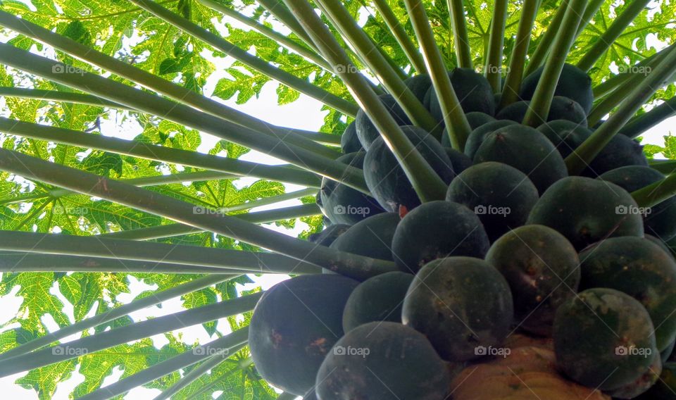 Papaya: A beautiful fruit with a huge nutrients