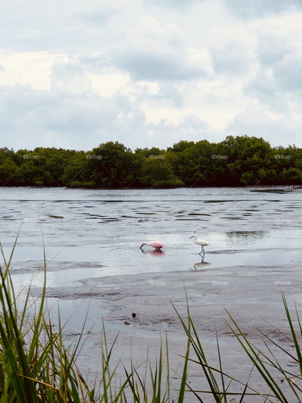 Roseate spoonbill and snowy egret looking for food at low tide on bayou 
