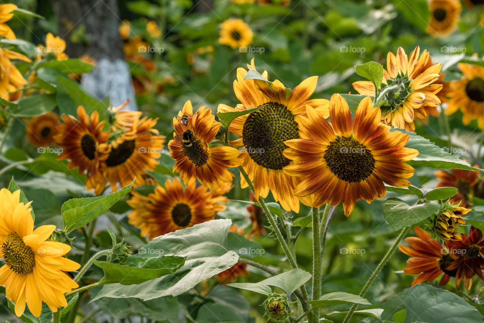 sunflowers bees and bumblebees