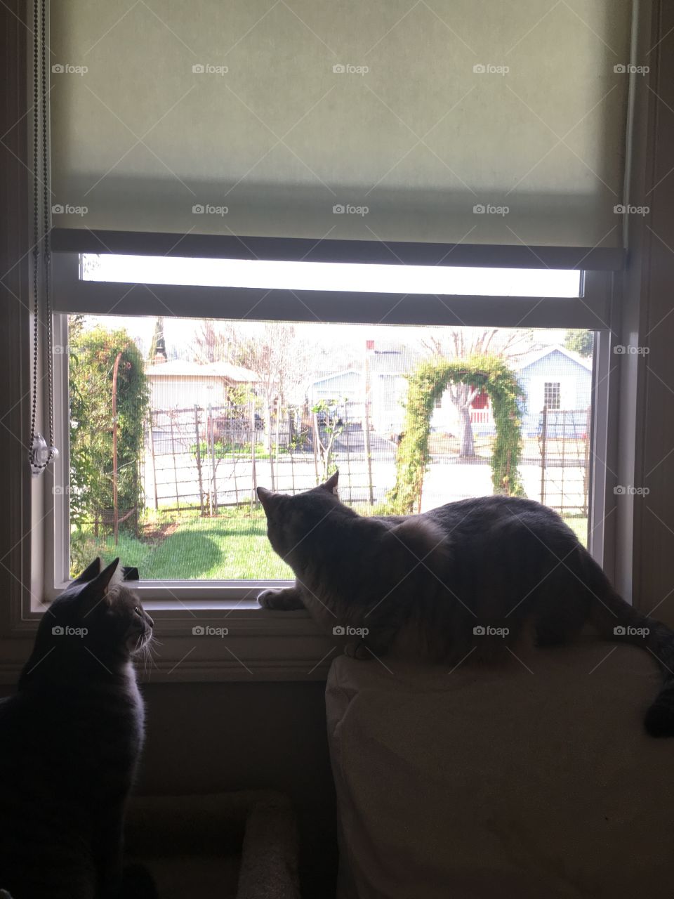 With two cats in the yard, life used to be so hard... 