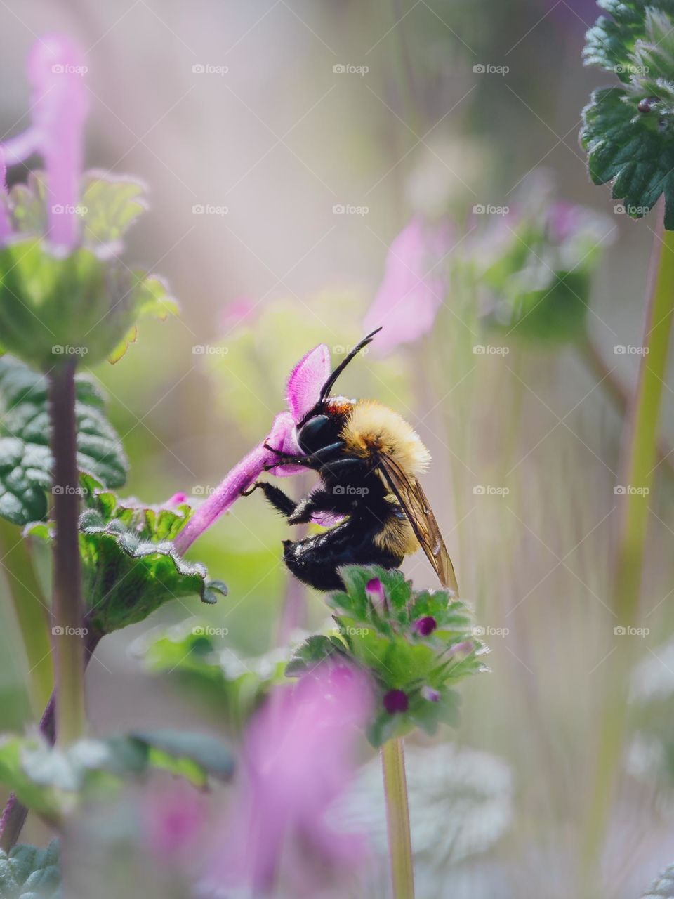 Bee sipping on a purple flower in Spring Time