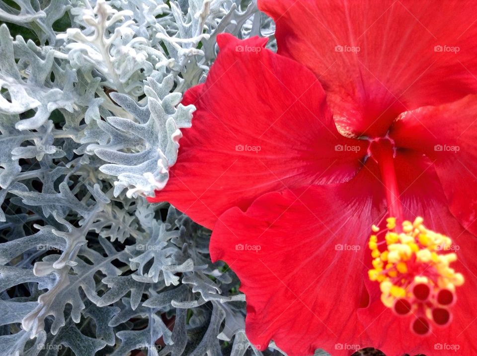 Red and white . Flowers in my garden.