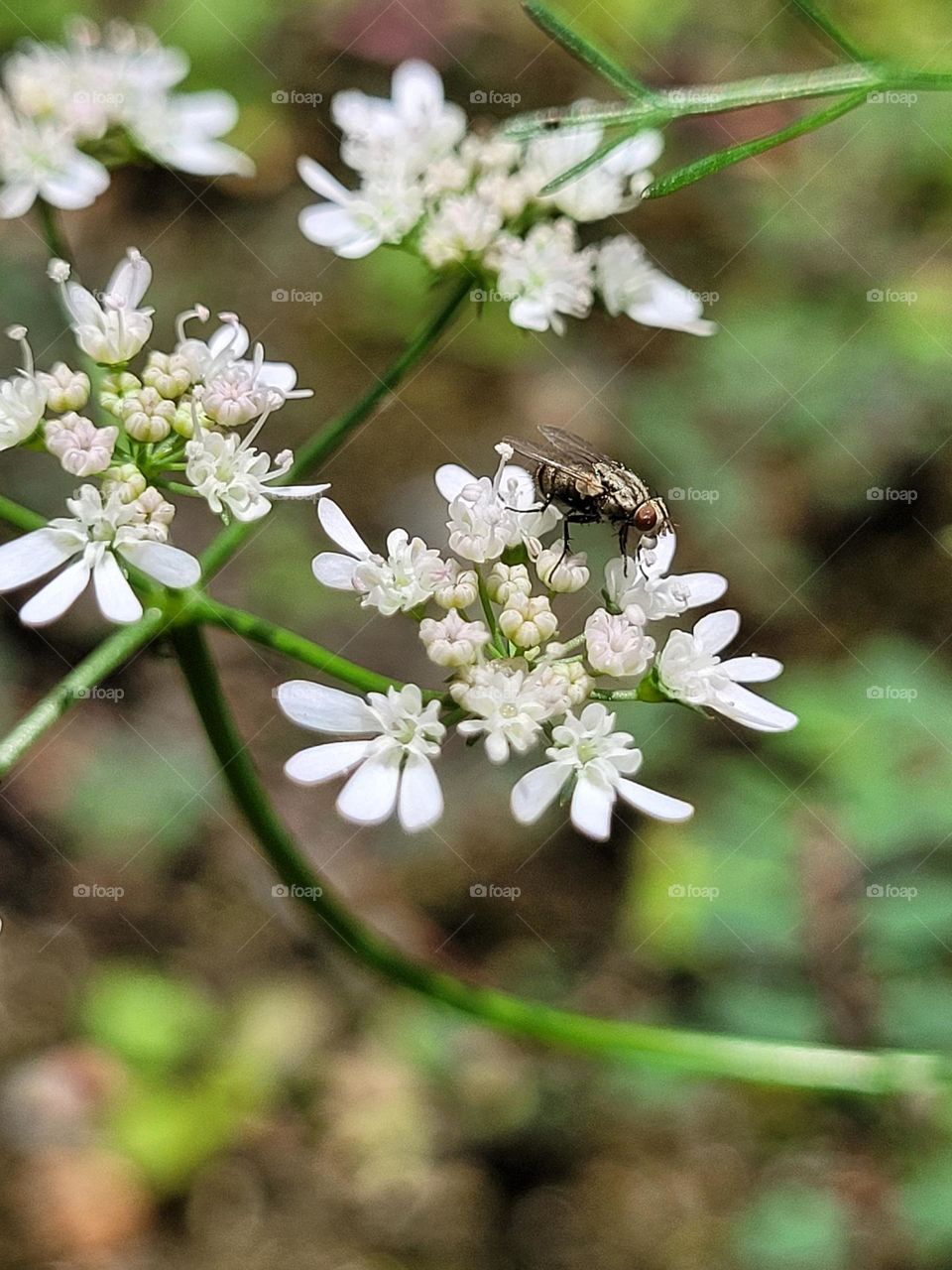 fly, flower
