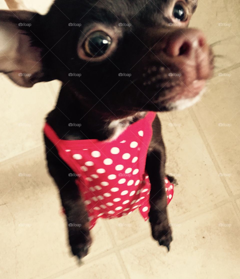 Dog in dress . Cute little dog in polka dot dress
