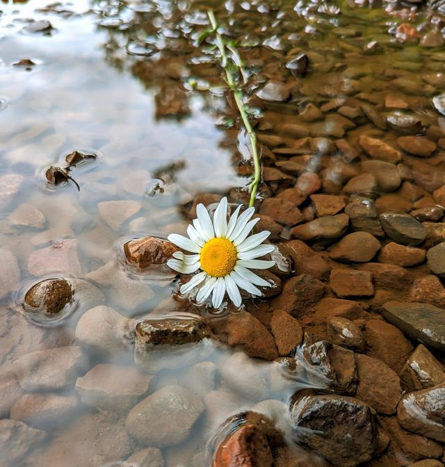 Daisy in water