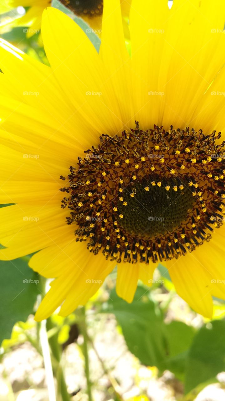 Sunflower