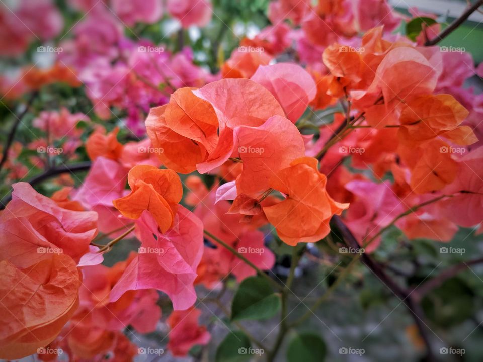 close view of red pink buiganvilla flower