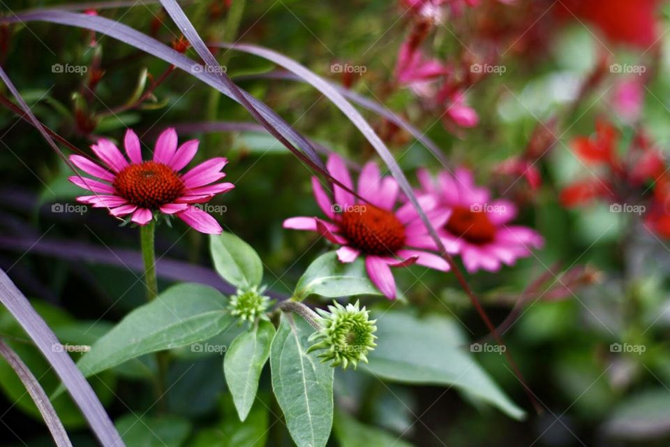 Garden flowers