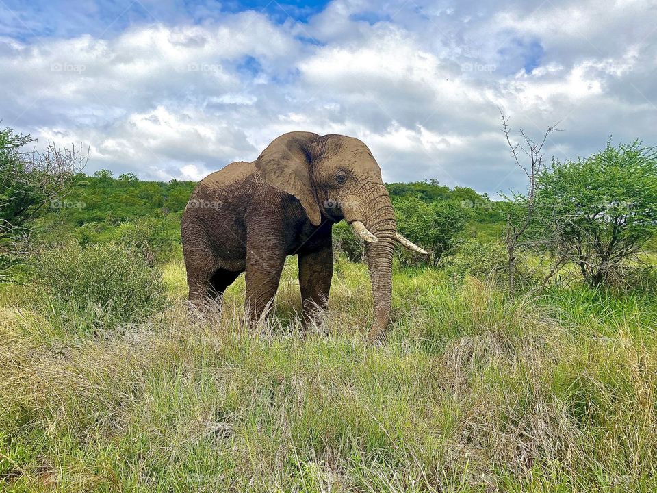 Elephant wandering