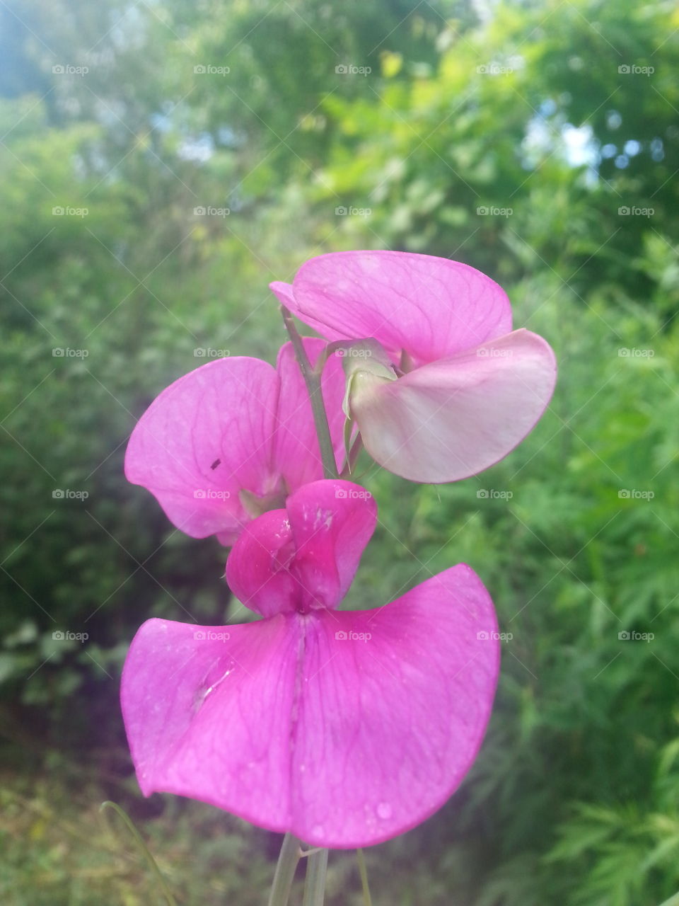 Single Pink Flower. Pink flower in field