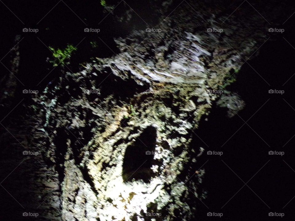 beleuchtete Baumrinde in der Dunkelheit