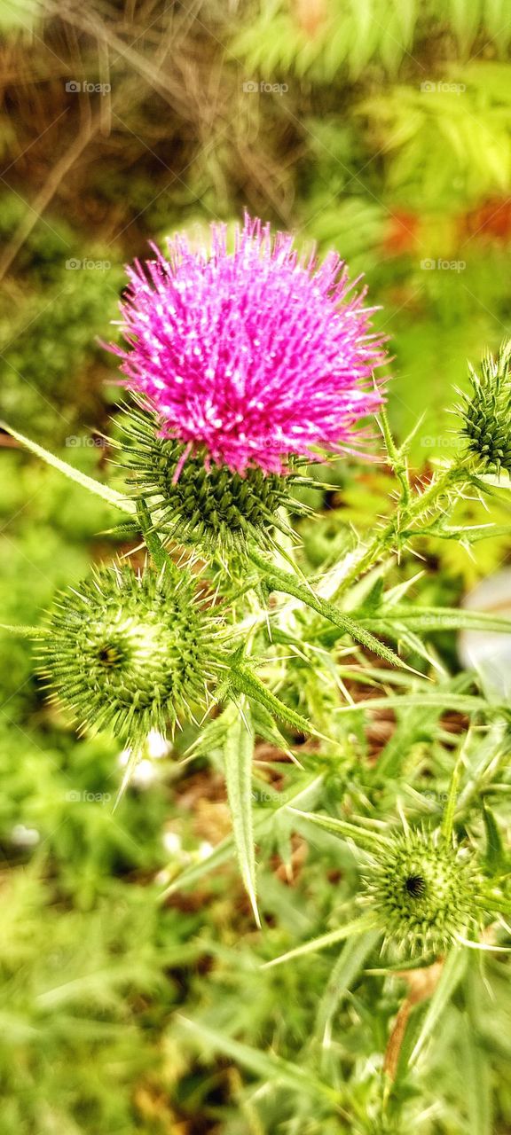 Purple Budding Flower