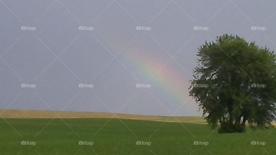 Landscape, No Person, Rainbow, Grass, Tree