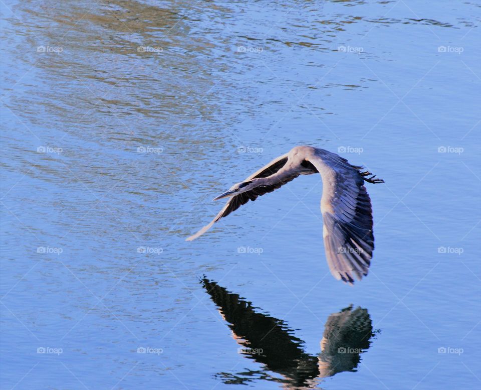 wildlife, water bird flying low over the water
