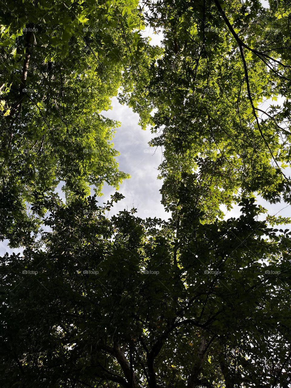 Looking up to the sky through a green canopy. 