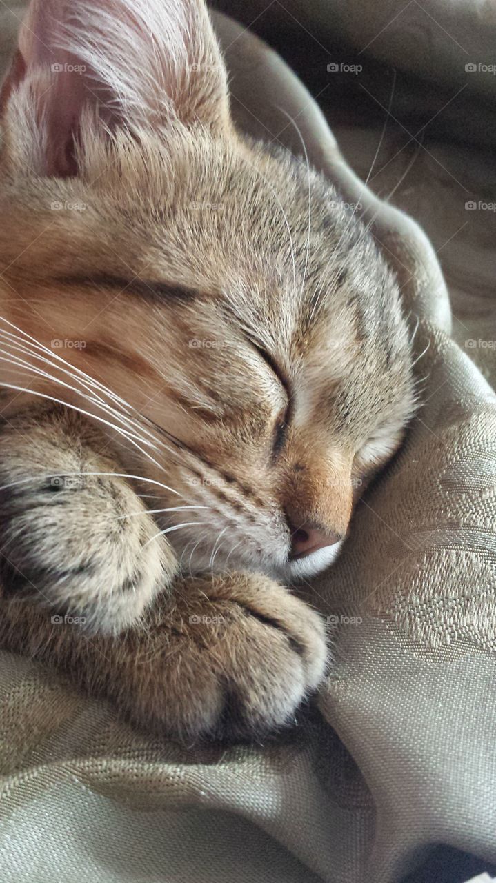 Close-up of sleeping kitten