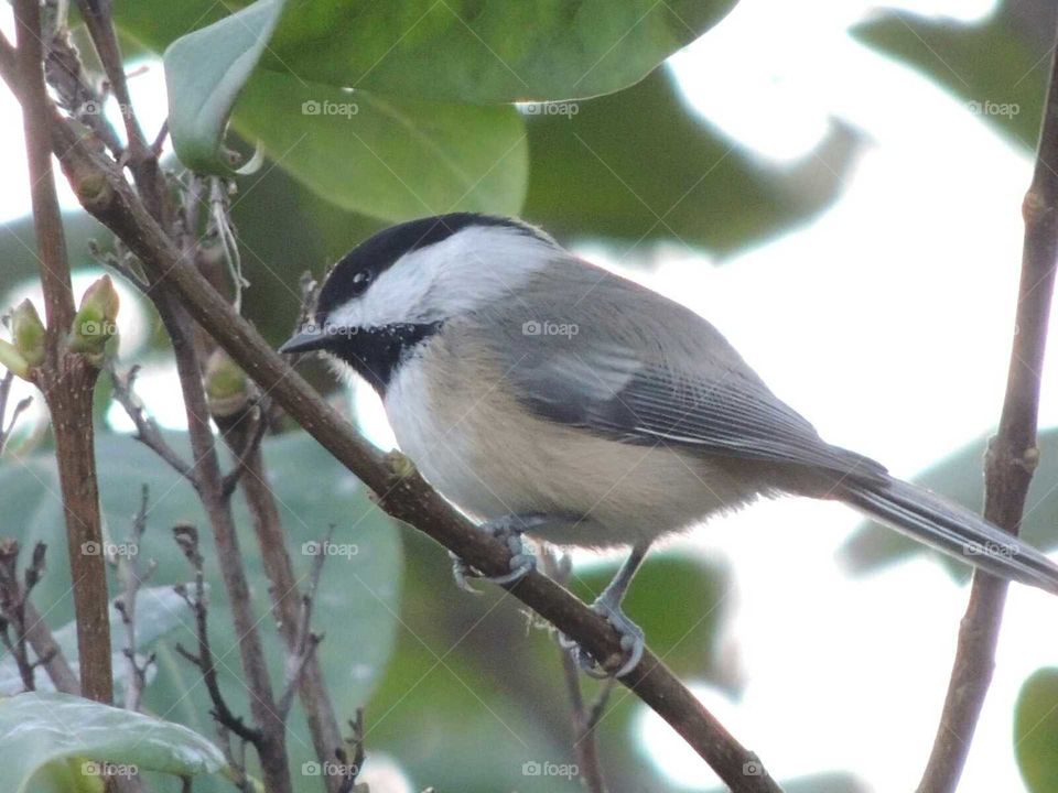 chickadee