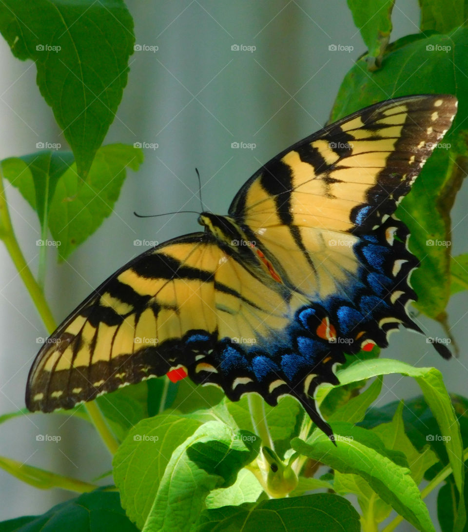 Eastern Tiger Swallowtail Butterfly: Here they get nectar from the brilliant Mexican Sunflower in my butterfly garden!