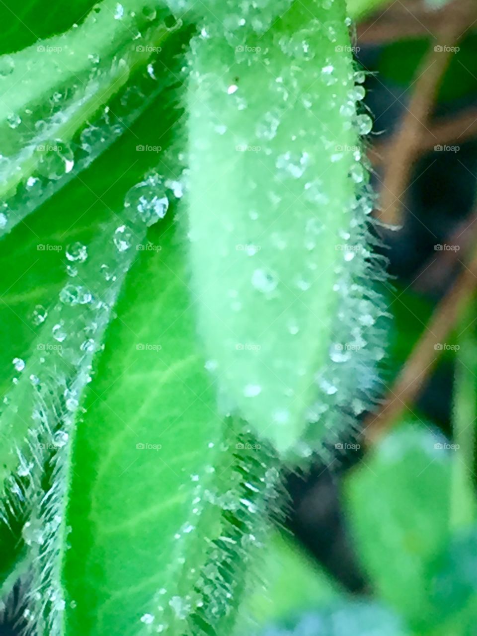 Rain drops on a leaf